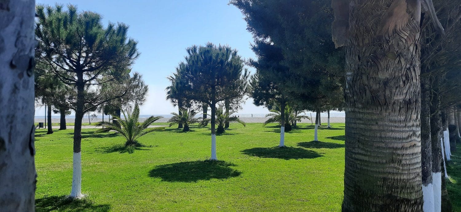palm trees in Anaklia beach Georgia